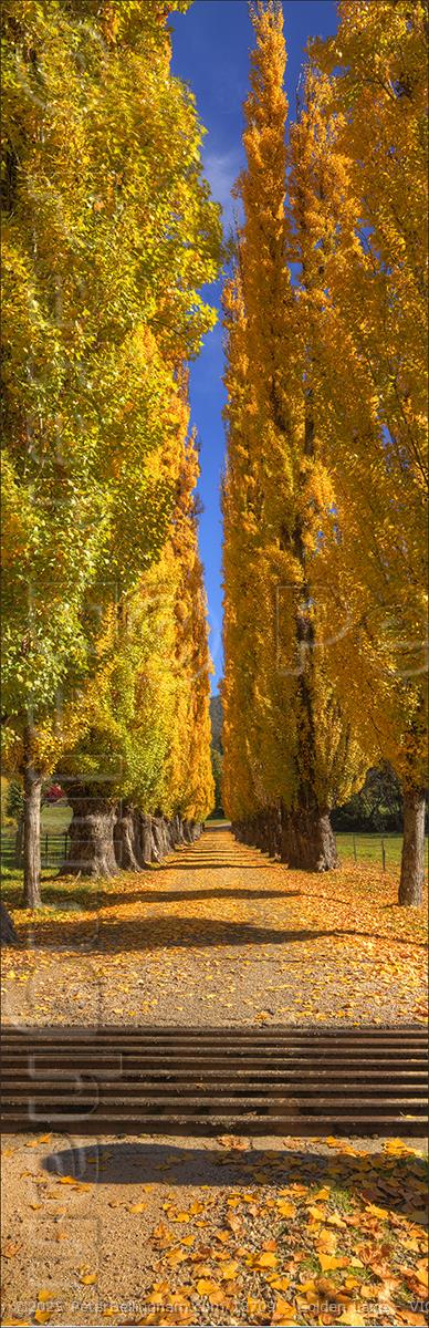 Peter Bellingham Photography Golden Lane - VIC V (PBH4 00 13888)